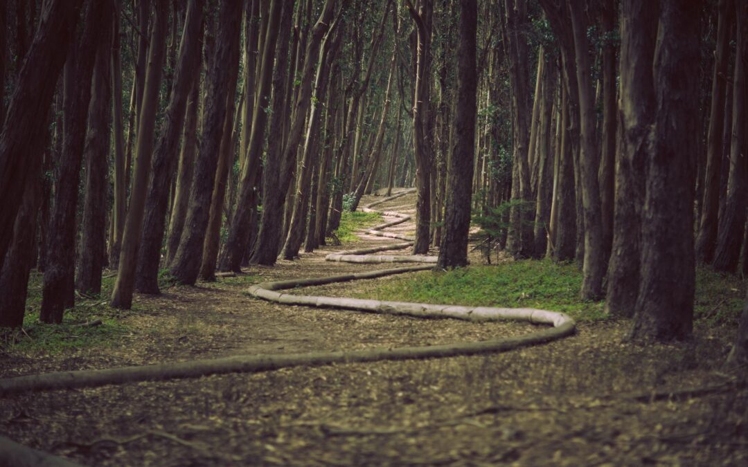 A path through a forest